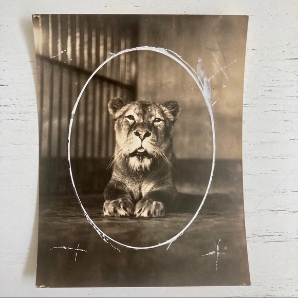 Lot of 5 Vintage Nature Magazine Press Photos 1927 - Picture 10 of 11